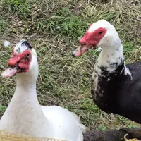 ۲ تا اردک  روسی نر بزرگ