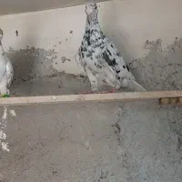 کبوتر هفرنگ و پرشی