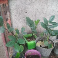 فروش گل آپارتمانی