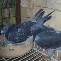 نروماده پلاکی