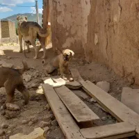 سگ سرابی ماده ،همراه با دوتا توله ی نر سرابی