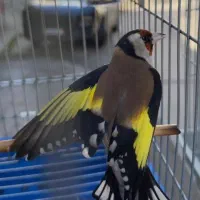سهره جفت خور قناری