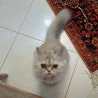 فندق|گربه|مشهد, الهیه|دیوار