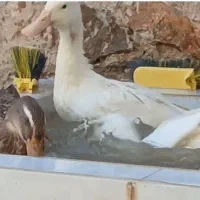 اردک جوان سه عدد