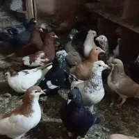 همه بی نظیر. هم جفتگاه هم پرشی همه