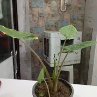 گل بابا آدم و لوبیای سحر آمیز