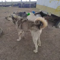 سگ عراقی