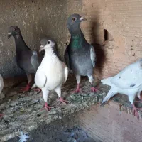کبوتر