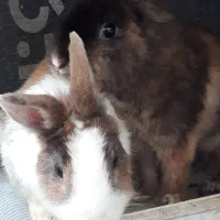 خرگوش|موش و خرگوش|رشت, معلولین|دیوار