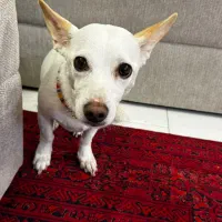 حیوان خانگی