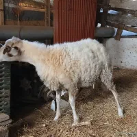 گوسفند ماده ۸ماهه