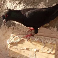 کفتر یا کبوتر زاغ کاکلی کرمونی