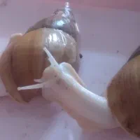 حلزون