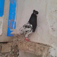 کبوتر|پرنده|اهواز, منبع اب|دیوار