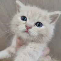 توله گربه بریتیش و اسکاتیش