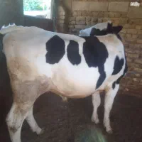 گوساله نر گوشتی جوان