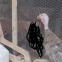 بوقلمون ماده تخم گذار