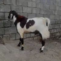 نری یکسال و نیم ب فروش میرسد منوجان