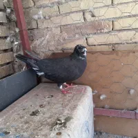 کفتر زاغ  ماده