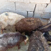 سه عدد بره ماده سالم وخوش خوراک