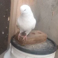 کبوتر