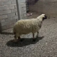 گوسفند
