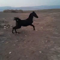 اسب