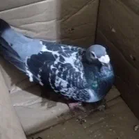 کبوتر