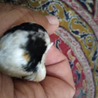 سهره چهار گل و سهره مست