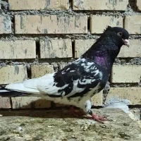 کبوتر