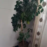 گل پنجه گربه ی