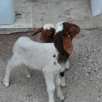 دوعدد بره عراقی نر