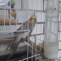 طوطی عروس نر..
