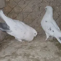 کبوتر|پرنده|تکاب, |دیوار