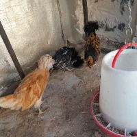 مرغ طلا زینتی