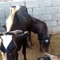 گاو گوساله نر ماده
