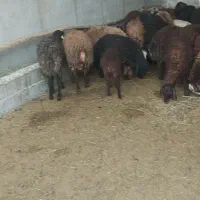 تعدادی بره نر و ماده همو وهترو