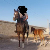 اسب مادیان