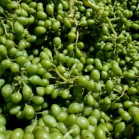 غوره درجه یک ابدار دلبران