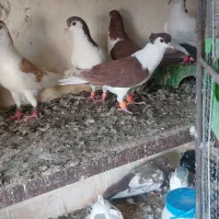 کفتر طوقی ساده سینه دم سفید