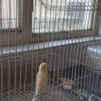 قناری نر و ماده