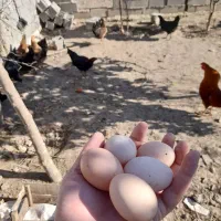 تخم مرغ محلی