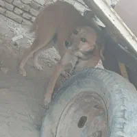 سگ نگهبان