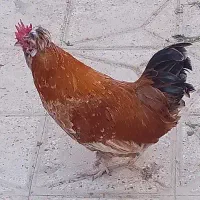 خروس مینیاتوری