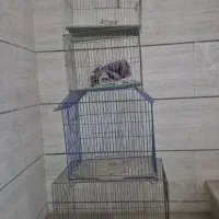 قفس پرنده