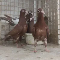 جوجه المانی