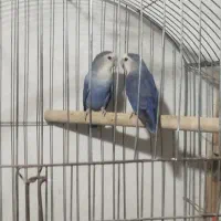 تعدادی پرنده