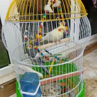 عروس هلندی  سخنگو