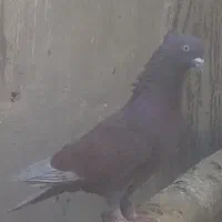 بهترین کفتر