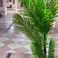 گل گلدان شامادورا